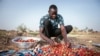 Yiwendenda Tiemtoré sorts strawberries in his field in Ouagadougou, Burkina Faso, on March 28, 2024. 
