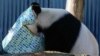 Wang Wang si Panda memasukkan kepalanya ke dalam kotak saat PM China Li Qiang mengunjungi Kebun Binatang Adelaide, Australia, 16 Juni 2024. (Foto: Asanka Ratnayake via REUTERS)