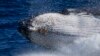 A humpback whale breaches off the coast of Port Stephens, Australia, on June 14, 2021. (AP Photo/Mark Baker, File)