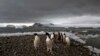 FILE - Penguins walk on the shore of Bahia Almirantazgo in Antarctica on Jan. 27, 2015.
