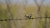 North American Grassland Birds in Peril, Spurring All-out Effort to Save Birds and Habitat