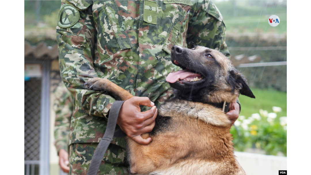Así fue entrenado Wilson, el perro que ayudó a encontrar los niños perdidos en la selva
