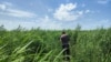 Hа Каховському водосховищі виріс вербовий ліс 