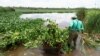 FILE - A municipal worker clears off hyacinth weed at the Grootvaly Blesbokspruit wetland reserve, near Springs, in the east of Johannesburg, in South Africa, Feb. 15, 2023.