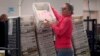 An election worker delivers ballots to be tabulated inside the Maricopa County Recorders Office, Nov. 9, 2022, in Phoenix.