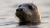 Seal Facial Recognition