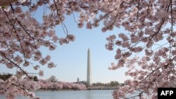 US-TOURISM-CHERRY BLOSSOMS