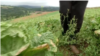 El Banco Mundial informa sobre el estado regional en agroalimentación