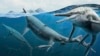 This illustration provided by the Smithsonian National Museum of Natural History in December 2022 depicts a group of adult and newly born Triassic shonisaurus ichthyosaurs. (Gabriel Ugueto/NMNH via AP)