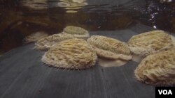Live abalone