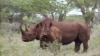 FILE - In this photo from U.S. Fish and Wildlife Service, a black rhino male and calf graze in Mkuze, South Africa. 