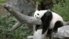 Panda Mei Sjang snimljena u zoo vrtu u Vašingtonu 2007. godine
(foto: REUTERS/Kevin Lamarque)
