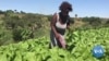 Itália vai impulsionar agricultura para acelerar paz em Moçambique
