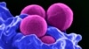 Allergies- Digitally-colorized scanning electron micrograph depicts methicillin-resistant Staphylococcus aureus...