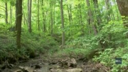 Американські захисники довкілля демонструють як заробляти гроші і зберігати екологічний баланс на планеті. Відео