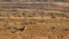 Rewilding Native Americans Northern Plain