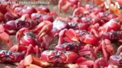 វីដេអូ​ខ្លី៖ កោះ Christmas Island នៅ​អូស្រ្តាលី​ប្រែ​ជា​ពណ៌​ក្រហម​ឆ្អៅ ខណៈ​ក្តាម​ក្រហម​បម្លាស់​ទី