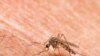 Breakthrough for Australian Scientists Working on Malaria Vaccine