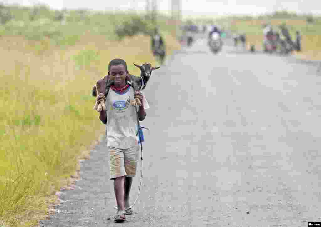 A boy carries a goat along a road near the town of Sake, 27 kilometers west of Goma, DRC, November 27, 2012.