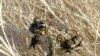 Endangered Toad Geothermal Plant