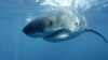 FILE - In this undated file publicity image provided by Discovery Channel, a great white shark swims near Guadalupe Island off the coast of Mexico. 