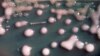 FILE - One form of CRE bacteria, sometimes called “nightmare bacteria.” CRE bacteria, blamed for 600 deaths each year, and can withstand treatment from virtually every type of antibiotic. 