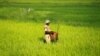 FILE PHOTO: Myanmar plans to curb rice exports to control domestic prices