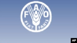 Food Prices Remain High in Poor Countries