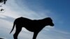 Land of the Strays
