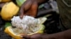 Un agriculteur ouvre une cabosse de cacao dans une ferme de cacao à Bobia, Gagnoa, Côte d'Ivoire, le 6 décembre 2019.