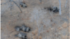 Elephant poaching in the Niassa Reserve, Mozambique. (Wildlife Conservation Society photo) 