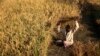 An Indian farmer harvests rice crop in a field on the outskirts of Jammu, India, October 30, 2012 file photo.