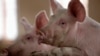 FILE - Pigs are pictured at a farm on the outskirts of Kunming, capital of southwest China's Yunnan province, Nov. 30, 2011.