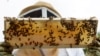Veterans Beekeeping 2