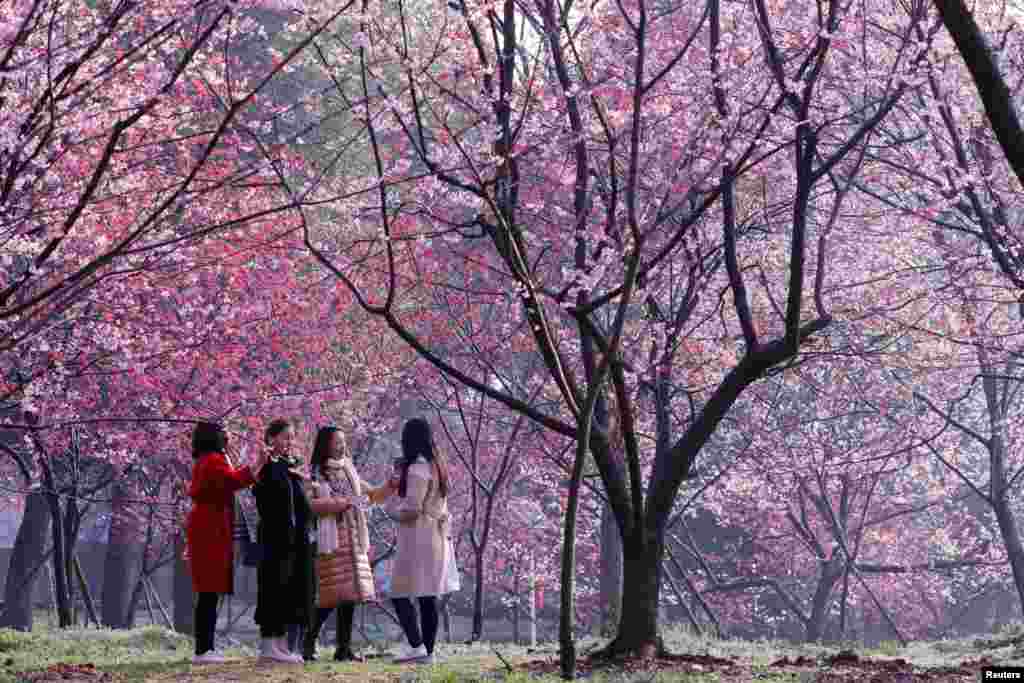2018年3月9日，武汉东湖樱花园，四位女子游春赏花。