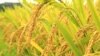 Arroz geneticamente modificado. Foto de arquivo. 