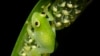 Glass Frogs Transparency