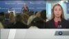 Заяви Курта Волкера та Весса Мітчелла про Україну та російську агресію. Подія в Атлантичній раді. Відео