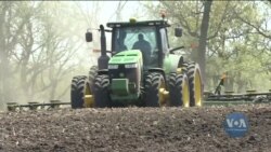 Україна витісняє США з китайського ринку кукурудзи. Відео