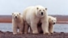 FILE - A polar bear keeps close to her young along the Beaufort Sea coast in Arctic National Wildlife Refuge, Alaska, March 6, 2007.