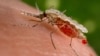 FILE - An Anopheles stephensi mosquito obtains a blood meal from a human host in this undated handout photo obtained by Reuters, Nov. 23, 2015. 