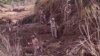 Soldiers from the Spanish Parachute Squadron (EZAPAC) look for bodies after floods in Barranco del Poyo, Spain, Nov. 5, 2024. 
