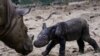 An endangered recently born female Sumatran rhinoceros is seen next to her mother, Ratu, at Sumatran Rhino Sanctuary of Kambas National Park, Lampung, Indonesia September 30, 2023