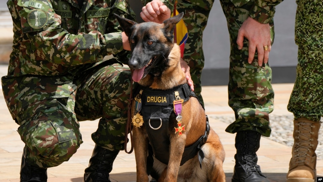 Una pastora belga llamada "Drugia", la madre del perro de búsqueda Wilson que desapareció durante la búsqueda de cuatro niños en el Amazonas, asiste a una ceremonia en el Palacio de Nariño en Bogotá, Colombia, el lunes 26 de junio de 2023. (Foto AP/Fernando Vergara)