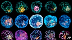 This undated combination of microscope images provided by Monash University in March 2021 shows different embryo-like structures stained to highlight different cell types. (Monash University via AP)