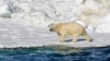 FILE - In this June 15, 2014, file photo released by the U.S. Geological Survey, a polar bear dries off after taking a swim in the Chukchi Sea in Alaska. A polar bear attacked and killed two people in a remote village in western Alaska on Jan. 17, 2023.