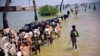পাকিস্তানের সিন্ধু প্রদেশের সেহওয়ানে তুমুল বৃষ্টির ফলে সৃষ্ট বন্যায় ক্ষতিগ্রস্থরা তাদের গবাদি পশু নিয়ে হেঁটে যাচ্ছে। ৯ সেপ্টেম্বর, ২০২২। ফাইল ছবি।