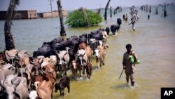 পাকিস্তানের সিন্ধু প্রদেশের সেহওয়ানে তুমুল বৃষ্টির ফলে সৃষ্ট বন্যায় ক্ষতিগ্রস্থরা তাদের গবাদি পশু নিয়ে হেঁটে যাচ্ছে। ৯ সেপ্টেম্বর, ২০২২। ফাইল ছবি।