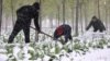 资料照片: 2021年11月7日中国山东省农民降雪期用塑料薄膜覆盖蔬菜作物