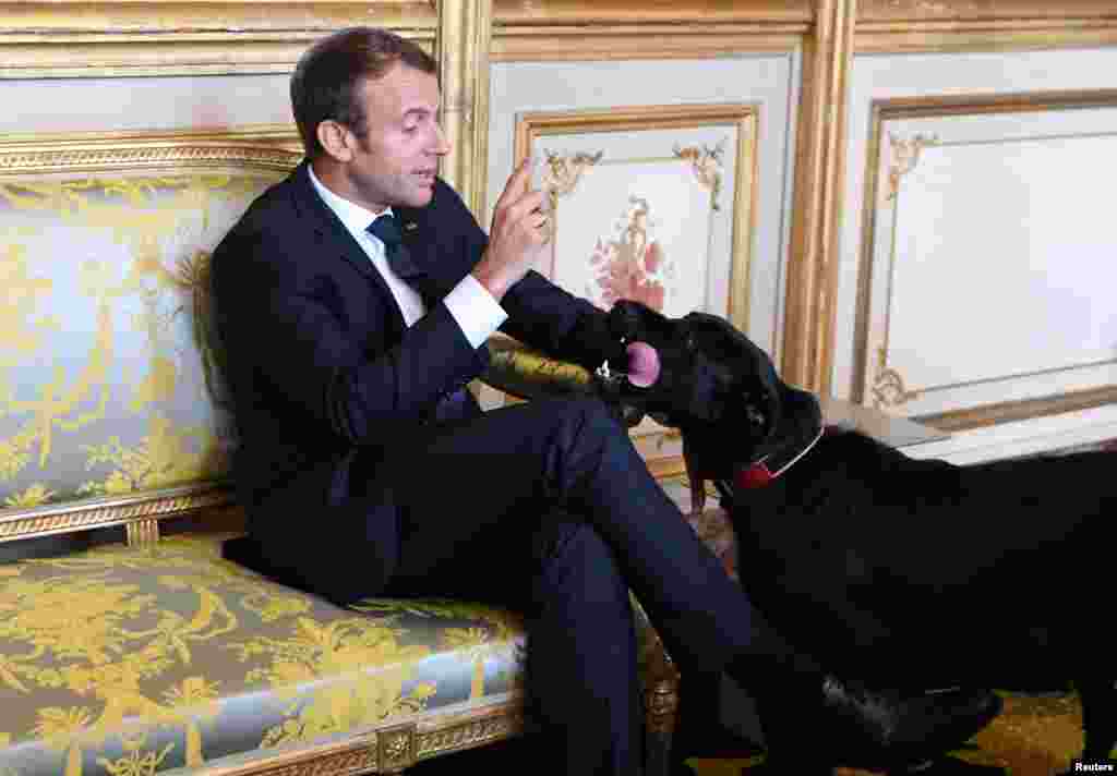 ប្រធានាធិបតីបារាំងលោក Emmanuel Macron កំពុងនិយាយជាមួយឆ្កែរបស់លោកឈ្មោះ Nemo អំឡុងការប្រជុំមួយជាមួយអធិការបតីរងអាល្លឺម៉ង់និងរដ្ឋមន្រ្តីការបរទេសអាល្លឺម៉ង់នៅវិមាន Elysee Palace ក្នុង ទីក្រុងប៉ារីស។